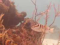 Nassua Grouper spotted during a practice dive.