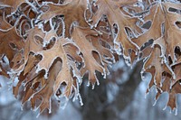 Winter frostWinter frost at Sherburne National Wildlife Refuge. Photo by Tina Shaw/USFWS. Original public domain image from Flickr