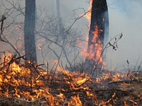 Controlled burn. Original public domain image from Flickr