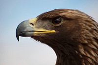 Eagle Release at Dead Horse Point State Park. Original public domain image from Flickr