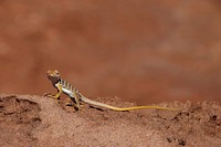 Collared Lizard