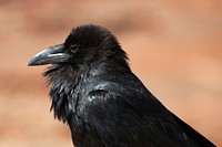 Common Raven. Original public domain image from Flickr