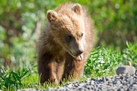 Springer Grizzly Cub. Original public domain image from Flickr