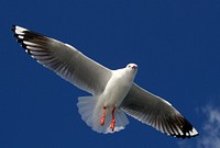 The Silver Gull (Chroicocephalus novaehollandiae) is the most common gull seen in Australia. It has been found throughout the continent, but particularly at or near coastal areas. Original public domain image from Flickr