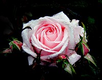 Pink rose. Original public domain image from Flickr