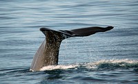 Sperm whales (Physeter macrocephalus) have wrinkly skin and a large rather square head that makes up around one third of their body length.