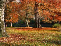 Hagley Park New Zealand. Original public domain image from Flickr