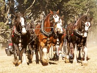 Ploughs were initially human powered, but the process became considerably more efficient once animals were pressed into service.