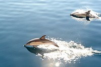 Two dolphins surfacing, light reflecting sea. Original public domain image from Flickr