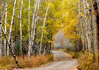 The aspens grove in Fishcreek Park. Calgary. Original public domain image from Flickr