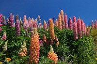 Lupinus polyphyllus (Russell Lupin)