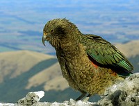 The kea is a large species of parrot of the superfamily Strigopoidea found in forested and alpine regions of the South Island of New Zealand. Original public domain image from Flickr