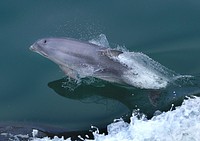 Dolphin at play. Original public domain image from Flickr