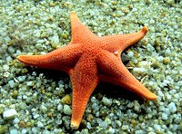 Star fish in Monterey Aquarium. Original public domain image from Flickr