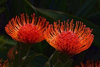 Waratah protea. Original public domain image from Flickr