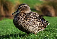 The mallard or wild duck is a dabbling duck which breeds throughout the temperate and subtropical Americas, Europe, Asia, and North Africa, and has been introduced to New Zealand, Australia, Peru, . Original public domain image from Flickr