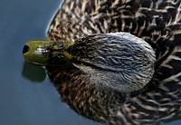 Mallard femaleThe mallard or wild duck is a dabbling duck which breeds throughout the temperate and subtropical Americas, Europe, Asia, and North Africa, and has been introduced to New Zealand, Australia, Peru, . Original public domain image from Flickr