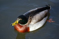 Mallard. Original public domain image from Flickr