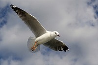 Silver gull (Chroicocephalus novaehollandiae)The silver gull (Chroicocephalus novaehollandiae) is the most common gull seen in Australia. It has been found throughout the continent, but particularly at or near coastal areas. Original public domain image from Flickr