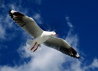 Red Billed gull. Original public domain image from Flickr