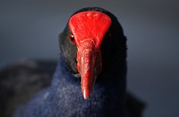 Pukeko. (Porphyrio porphyrio).