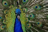 Peacock portrait. The term "peacock" is commonly used to refer to birds of both sexes. Technically, only males are peacocks. Females are peahens, and together, they are called peafowl. Original public domain image from Flickr