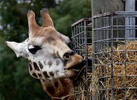 Giraffe.The giraffe is a genus of African even-toed ungulate mammals, the tallest living terrestrial animals and the largest ruminants. The genus consists of eleven or more species including Giraffa camelopardalis, the type species. Original public domain image from Flickr