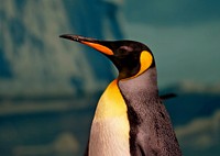 King Penguins. Original public domain image from Flickr