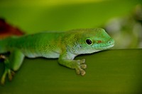 Madagascan Day Gecko. Original public domain image from Flickr