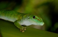 Madagascar day gecko (Phelsuma madagascariensis madagascariensis) is a diurnal subspecies of geckos. It lives on the eastern coast of Madagascar and typically inhabits rainforests and dwells on trees. The Madagascar day gecko feeds on insects, fruit and nectar. Original public domain image from Flickr