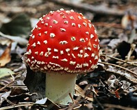 Poisonous and psychoactive basidiomycete fungus. Original public domain image from Flickr.
