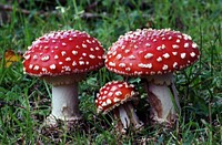 Inedible & poisonous mushroom. Original public domain image from Flickr.