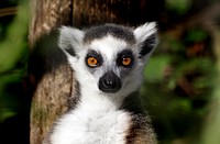 The ring-tailed lemur is a large strepsirrhine primate and the most recognized lemur due to its long, black and white ringed tail. It belongs to Lemuridae, one of five lemur families, and is the only member of the Lemur genus. Like all lemurs it is endemic to the island of Madagascar. Original public domain image from Flickr