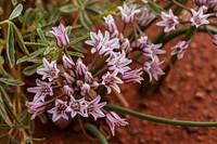 San Juan onion (Allium macropetalum)