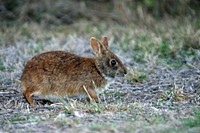 Marsh Rabbit. Original public domain image from Flickr