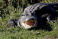 Alligator TEETH. Original public domain image from Flickr