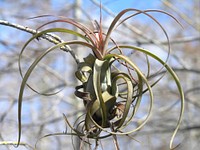 Air Plant- Bromeliad, NPSPhoto.jpg