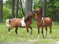 Two horses fighting. Original public domain image from Flickr