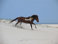 Wild horse. Original public domain image from Flickr