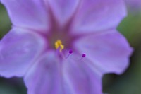 Showy four o'clock (Mirabilis multiflora)