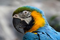 The Blue-and-yellow Macaw, also known as the Blue-and-gold Macaw, is a large South American parrot with blue top parts and yellow under parts. It is a member of the large group of Neotropical parrots known as macaws. Original public domain image from Flickr