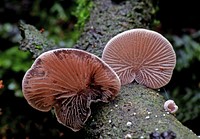 Ivory conch Conchomyces bursaeformis.ivory conch– a small, stemless mushroom growing on rotten wood with white gills and pale grey top. Original public domain image from Flickr