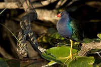 Purple Gallinule , NPSPhoto, R. Cammauf. Original public domain image from Flickr