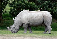 White RhinocerosThe white rhinoceros or square-lipped rhinoceros is the largest and most numerous species of rhinoceros that exists. It has a wide mouth used for grazing and is the most social of all rhino species. Original public domain image from Flickr