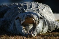 Croc profile, Original public domain image from Flickr