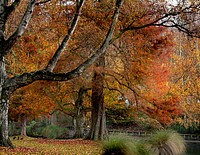 Hagley Park New Zealand. Original public domain image from Flickr