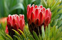 Proteas. Original public domain image from Flickr