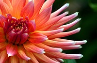 Dahlia. Always.Dahlia is a genus of bushy, tuberous, herbaceous perennial plants native mainly in Mexico, but also Central America, and Colombia. Original public domain image from Flickr