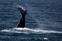 Humpack WhaleNPS Photo/ Kaitlin Thoresen. Original public domain image from Flickr