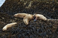 Steller Sea LionsNPS Photo/ Kaitlin Thoresen. Original public domain image from Flickr